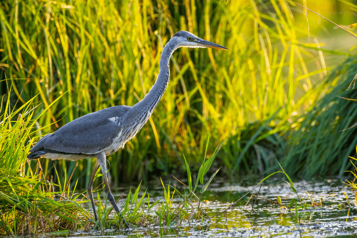 Heron cendre 1